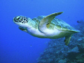 Turtle in the Coral Sea.