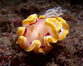 Glossodoris Cruenta taken in Lembeh Straits