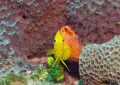 This shot was taken in Cozumel in March 2009.  As I drifted over the reef this little guy...a Juvenile Rock Beauty...was sitting there watching me.  Fortunately the current was not very strong at the time and I was able to get this picture.