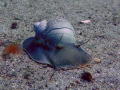 A moon snail at Paddy's Head in Halifax NS. Taken with a Panasonic Lumix DMC Tz5.