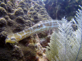 That picture was shot with nikon coolpix P5100. On the dive site cuevitas in Xpuha may 2009. Nice trompet fish.