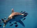 oceanic white tip with pilot fish