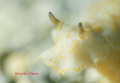 Smile of Nudibranche