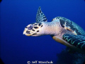 Cozumel turtle