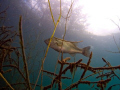 In our local quarry turned dive lake, I spotted this big momma bass hanging out in the sunshine.  Looking up through the weeds into the trees on shore I took this shot with my Olympus SP350 using my Inon WA lens: F/5.6 ISO 100
Focal Length: 8.0mm