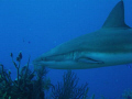 Caribbean Reef Shark off the coast of Belize at Silver Cave.
