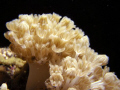 soft coral