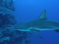 Caribbean Reef Sharks, off the coast of Belize at Silver Cave.
Taken with Olympus SP-550 UZ at 60 feet.