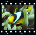 Close Up Clownfish