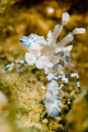 Taken at Police Pier in Lembeh Strait. The Guides were telling us how some other guides will move these shrimp when they find them to keep them hidden from the other dive companies so their divers/photographers have them to themselves. Not good!