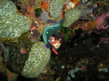 Dunno the name, specie, family or genus of this nudibranch. Just tryin to take good shots with my very old olympus 4 megapixel point & shoot. Used cloudy settings and tried to be as close as possible to the subject. Guess have to replace my cam.