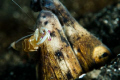 Snake Eel and a face dancing/cleaning Shrimp keeping his friend clean... Personally I would find it very annoying having a shrimp wriggling across my face all day, but then again I'm not a Snake Eel, so what do I know...