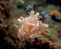 Halgerda Batangas taken at Lembeh Straits