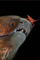 Hingebeak Shrimp balancing on the nose of a Moray.
Nikon D300, 60mm Nikkor, Subal, Twin Inon's