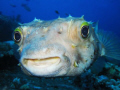 porcupine fish enjoying being in the spotlight