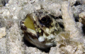 Banded jawfish with eggs; spent a long time just watching how careful the jawfish was.