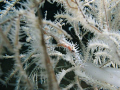 White Ornate Ghost Pipefish shot at Anilao, Batangas.