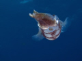 Common Reef squid. I love how initially they are timid but their intelligence and curiosity get the best of them when you start taking photos with strobes. It is almost like they try to communicate back with you.