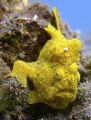 Yellow frog fish at Lembeh Straits.