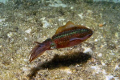 Caribbean Reef Squid, seen at night at Curacao, Netherlands Antilles.