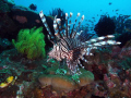 lion fish macro no strobe magic filter total novice.