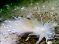 this is a alabaster nudibranch taken in puget sound washington with a sea sea dx 1200 camera