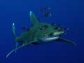 Oceanic Whitetip and pilot fish. Canon G9 with Ikelite strobe