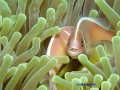 Clown Fish. Unusual photo as it has a bacteria in its mouth.