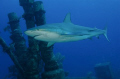 Caribbean Reef Shark Circling the Stacks on a Wreck