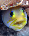 Yellow Head Jaw Fish with eggs.
Sea and Sea DX1G / Stacked diopters / YS25 & YS100 strobes