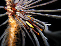 Squat Lobster found in Moalboal, Cebu