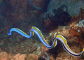 blue ribbon eel swimming,i am told that this eel is also turning from a blue male to a yellow female(very rare)