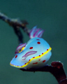 I found this Bennett's Hypselodoris (Hypselodoris bennetti)perched up high feeding. He wasn't at all phased by the pull of the changing tide. Nelson Bay, Australia. Nikon D80 - 60mm.