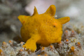 Painted anglerfish, Antennarius pictus. Nikon D80 60mm