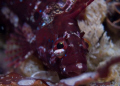 Red Kelpfish