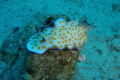 2.5 inch yellow spoted mollusk I saw in the last day of a diving safari in the Red Sea