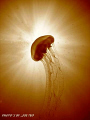 Jellyfish & Sun Ray. Taken in Redang, with Canon Ixus750