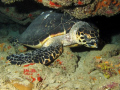 Hawksbill Turtle @ Patillas, PR