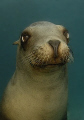 curios sea lion, D200