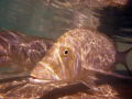 Coral Bay - Western Australia.
Northwest Snapper - one of a number we had been feeding on prawn heads :-)