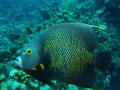 French Angelfish 
Got very close and panned.  Lucked out to some extent and got a pretty good shot(I think).