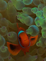 A Young Spine Cheek Anemone Fish in a Bubble Anemone Used Nikon D70s,60 mm Micro lense and SB 105 Strobe.
