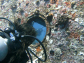 Menna looking through a portside porthole on the AnnAnn Wreck off the coast of Jeddah. 
Taken with a Sealife DC800