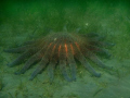 sunflower seastar hood canal washington