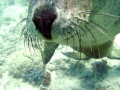 I took many photos of this playfull seal, we were heading for the surface when he started following and biting the camera lense :) Abrolhos Islands