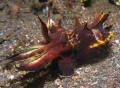 Flamboyant Cuttlefish taken on night dive in Lembeh Straits.
Olympus SP350 & Z240 Strobe