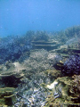 I love how the different corals all seem to fit together,
Abrolhos Islands