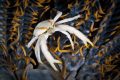 Crinoid Crab in the arms of its host. Tulamben, Bali
Canon 20D 100mm Macro + 500D diopter.