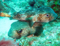 Love takes many forms.....Here is a puffer couple right here in the Keys.