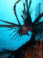 common lion fish taken with my point and shoot camera at arco point in Bohol